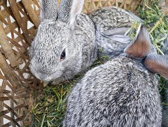 游戏粉丝用Unity引擎开发《洛克人Zero》重制版